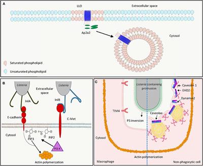 Frontiers | Host Lipid Rafts As The Gates For Listeria Monocytogenes ...